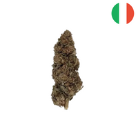 Amnésia CBD 5%