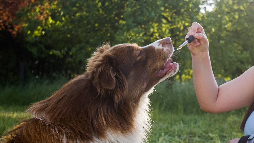 Le CBD et les Animaux de Compagnie